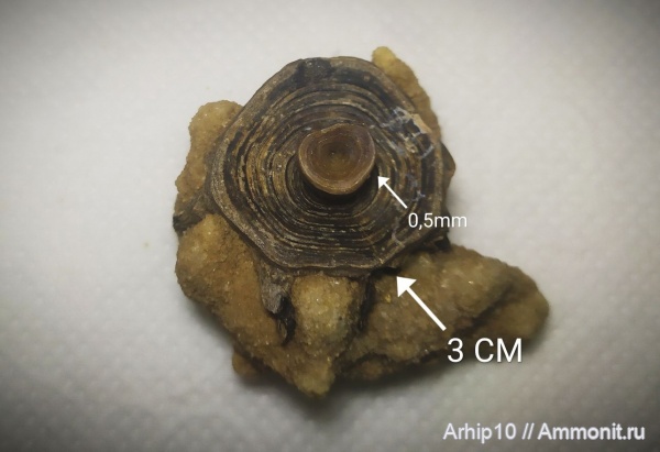 неоген, миоцен