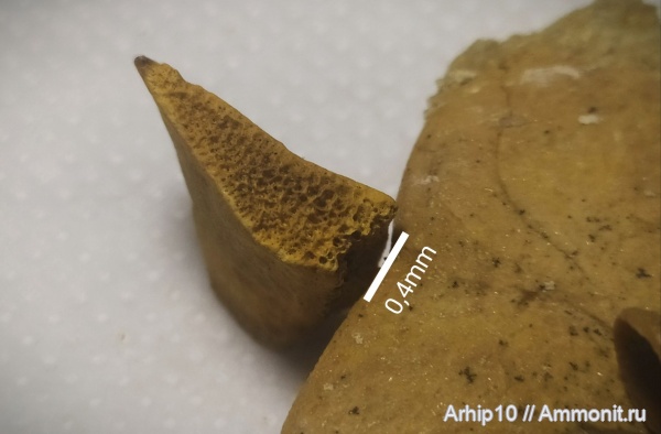 неоген, миоцен