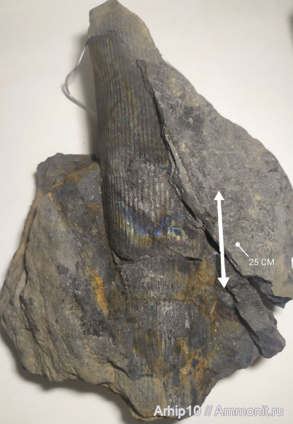 карбон, палеозой