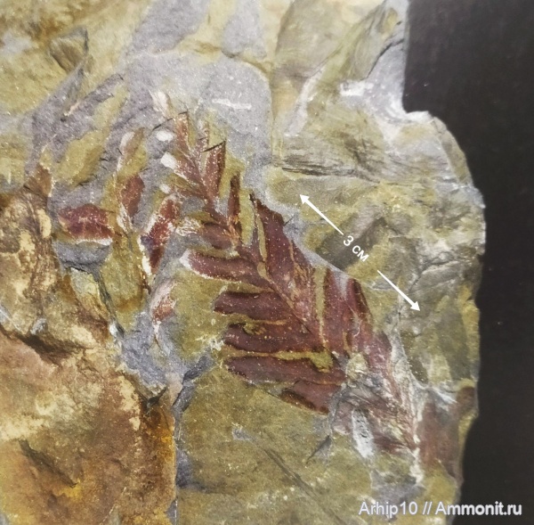 карбон, палеозой