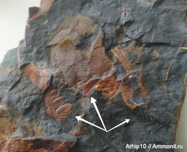 карбон, палеозой