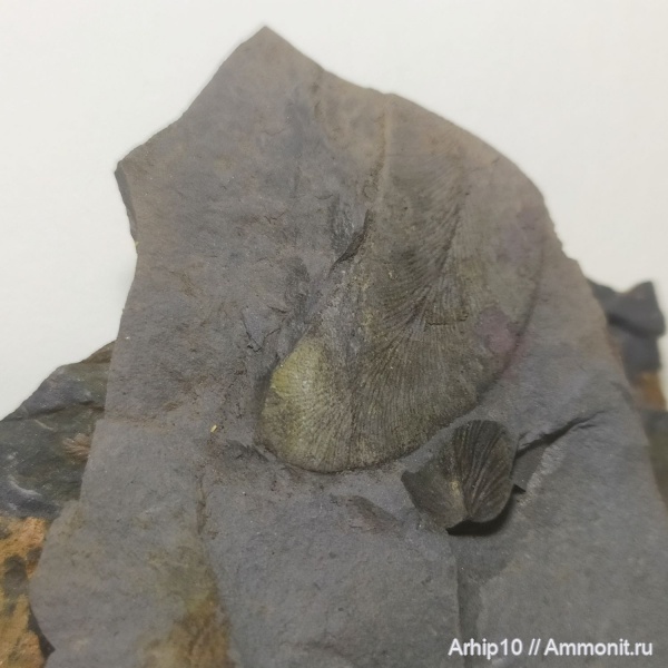 карбон, палеозой