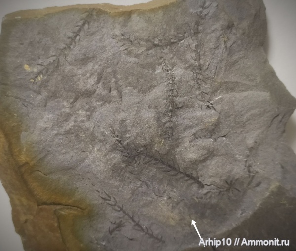 карбон, палеозой