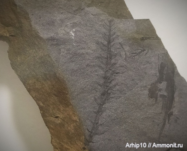 карбон, палеозой