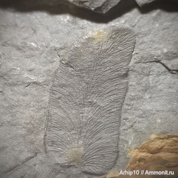 карбон, палеозой