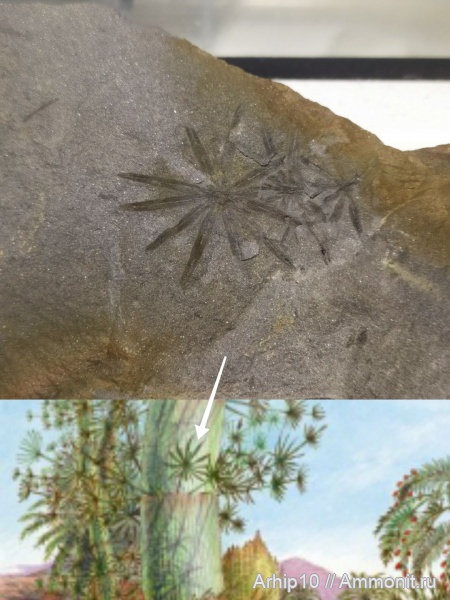 карбон, палеозой