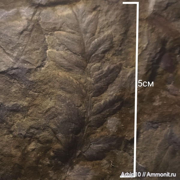 карбон, палеозой