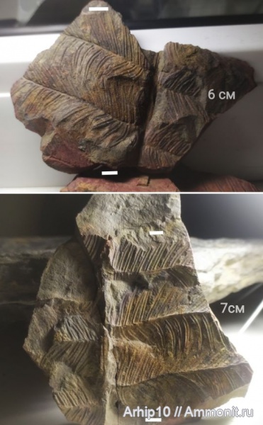 карбон, палеозой, Alethopteris