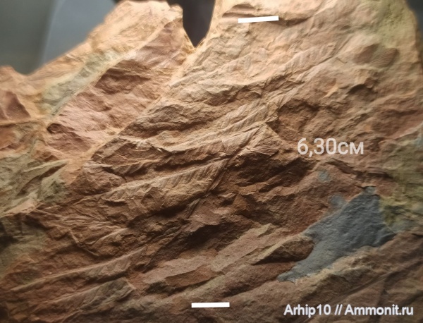 карбон, палеозой