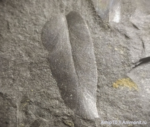 карбон, палеозой