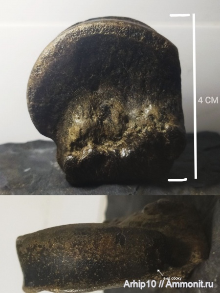 млекопитающие