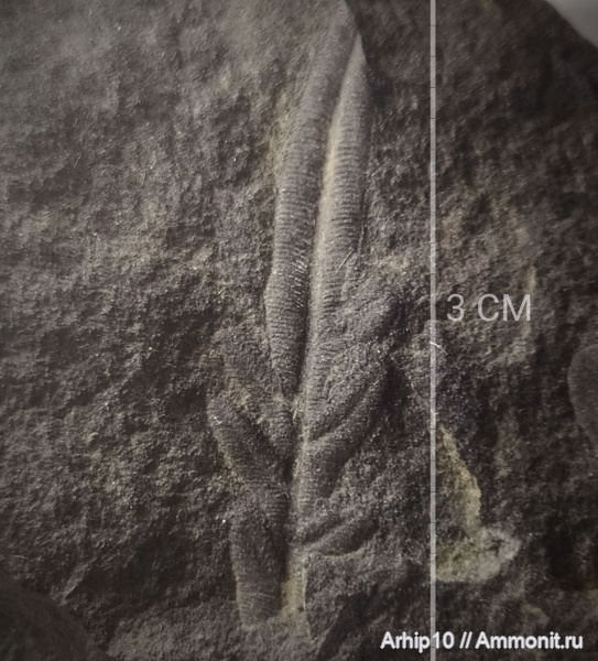 карбон, палеозой