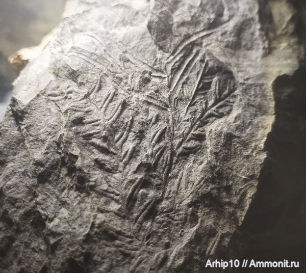 карбон, палеозой