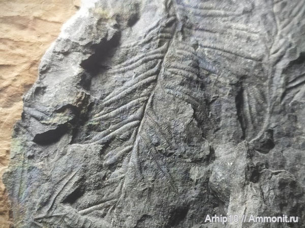 карбон, палеозой