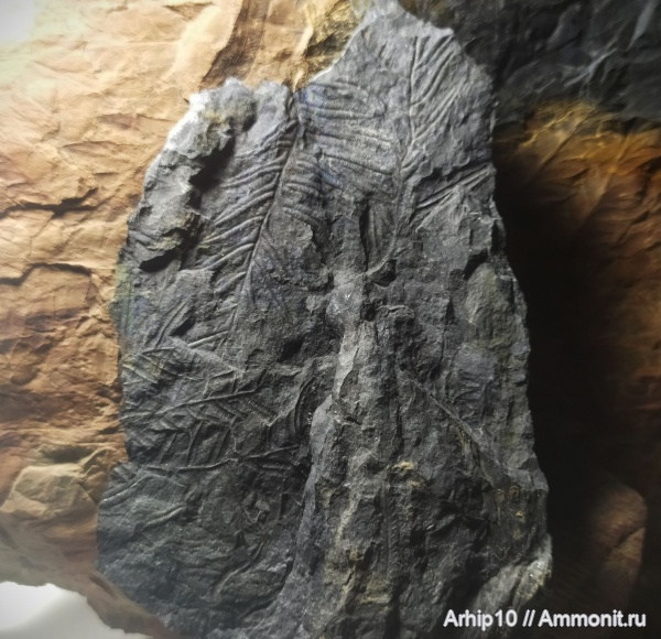 карбон, палеозой