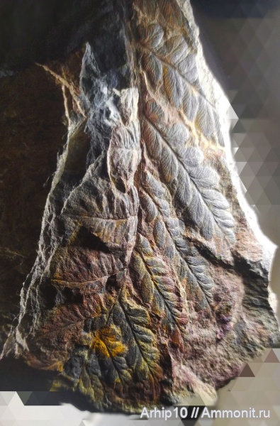 карбон, палеозой