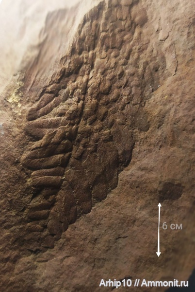 карбон, палеозой