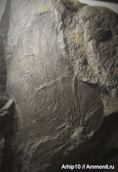 карбон, палеозой