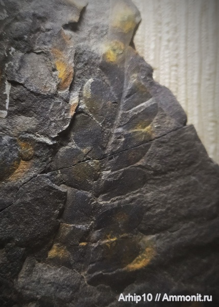 карбон, палеозой