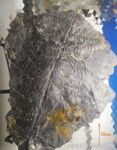 карбон, палеозой