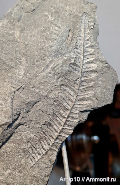 карбон, палеозой