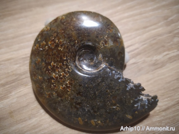 аммониты, мезозой