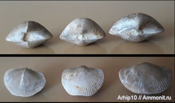 брахиоподы, девон