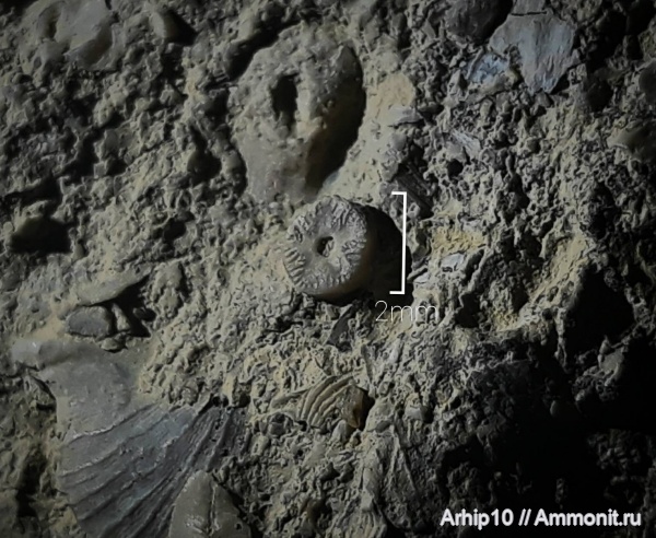 брахиоподы, морские лилии, девон