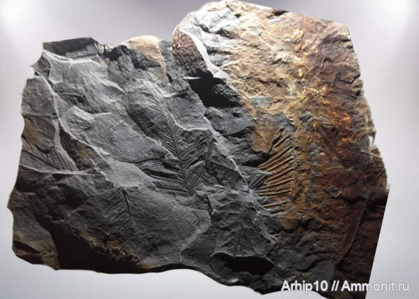 карбон, палеозой