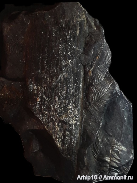 карбон, палеозой