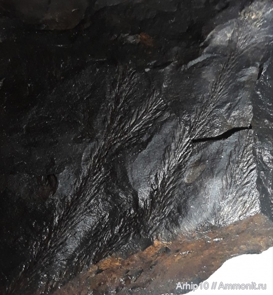 карбон, палеозой