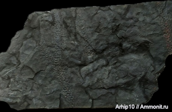 карбон, палеозой