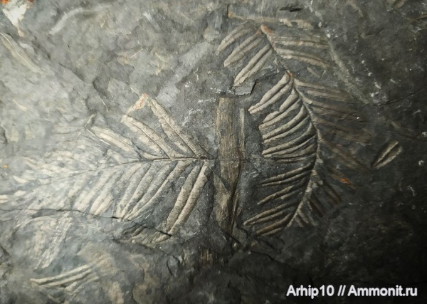 карбон, палеозой