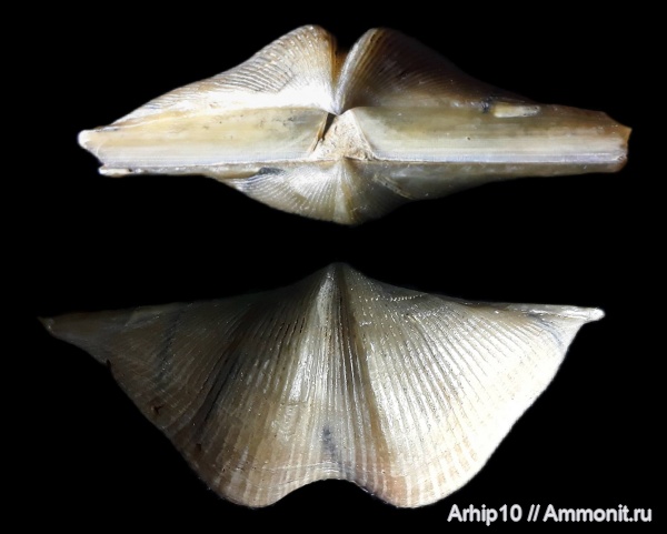 брахиоподы, девон, палеозой, Cyrtospirifer rudkinensis