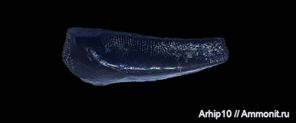 девон, плакодермы, Ptyctodus, франский ярус