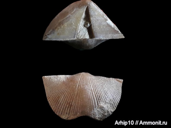 брахиоподы, девон, франский ярус, tenticospirifer markovskii