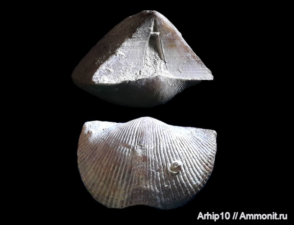 брахиоподы, девон, франский ярус, tenticospirifer markovskii