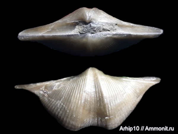 брахиоподы, девон, Cyrtospirifer rudkinensis, франский ярус