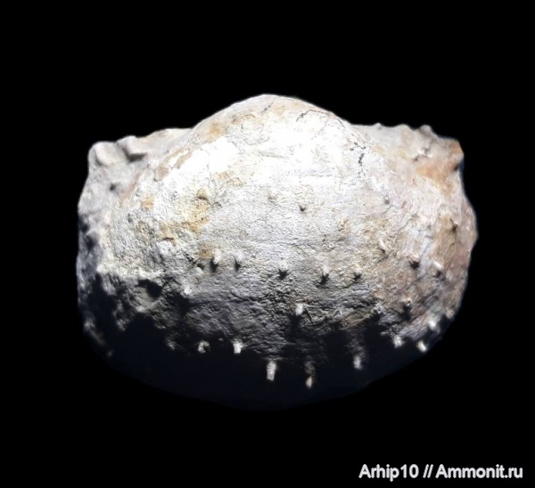 брахиоподы, девон, Products