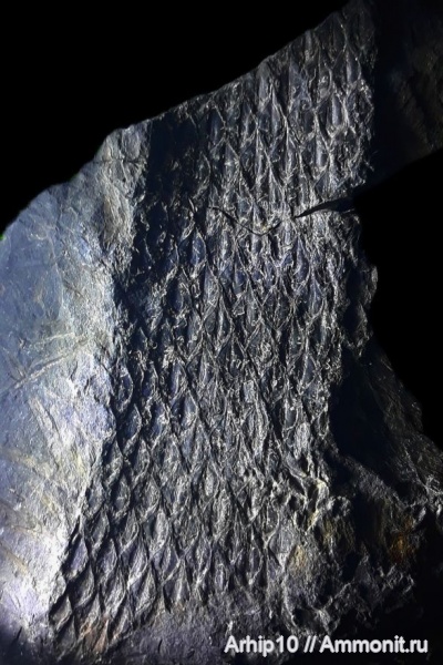 карбон, палеозой, Lepidodendron