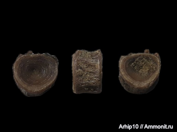 неоген, рыбы, миоцен