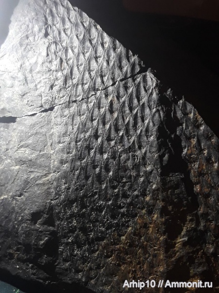 карбон, палеозой