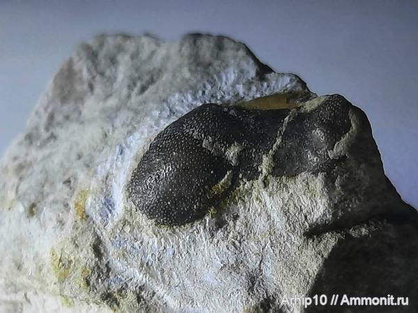 рыбы, нижний карбон, Заборье