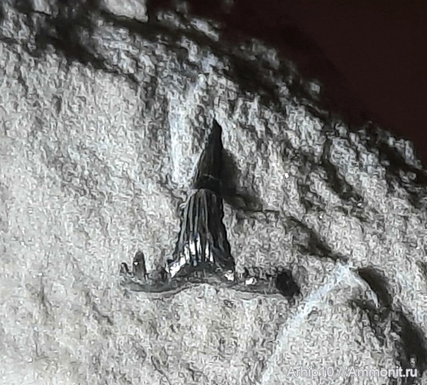 карбон, палеозой, Glikmanius, Заборье