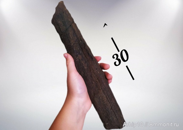 Calamites, Calamites Cistii, Хвощевые