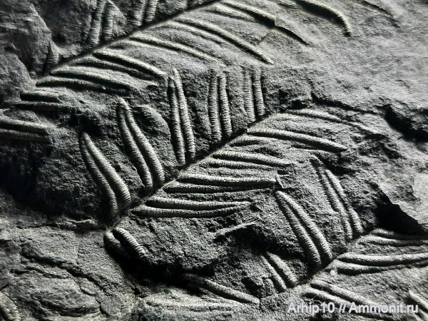 карбон, растения, палеозой, Alethopteris, Pteridospermae