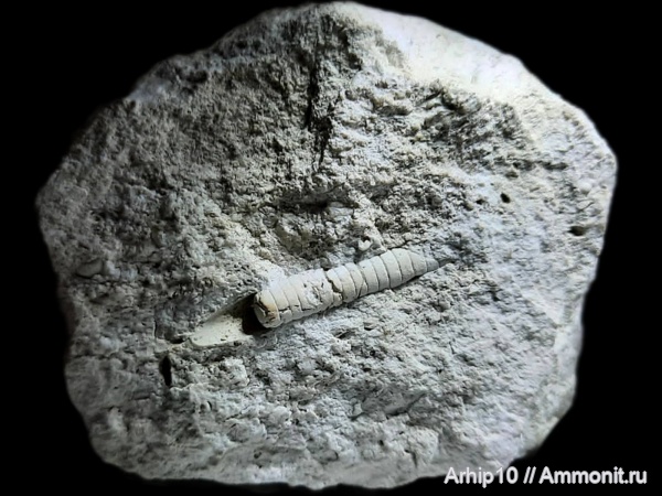 Ортоцериды