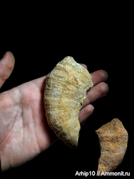 Гжель, верхний карбон, ругозы