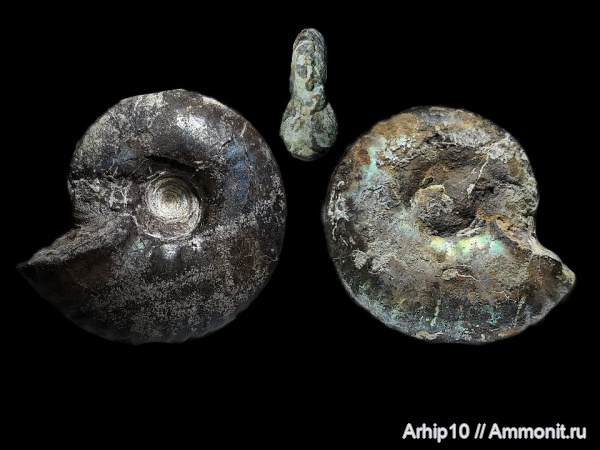 аммониты, юра, Ульяновская область, Craspedites, устье