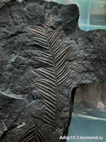 карбон, палеозой, Alethopteris, шахты, alethopteris lochnitica